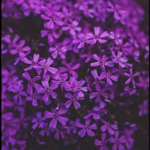 Meet your Posher, Isabella